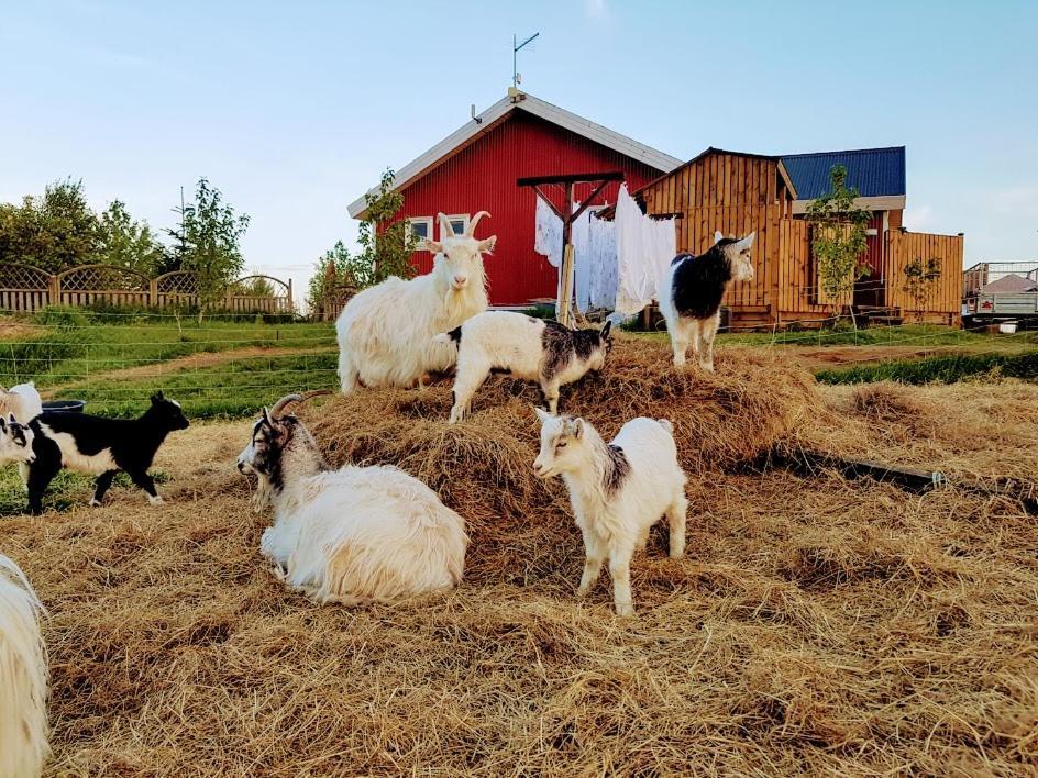 Skalatjoern Guesthouse Skalatjorn Dış mekan fotoğraf